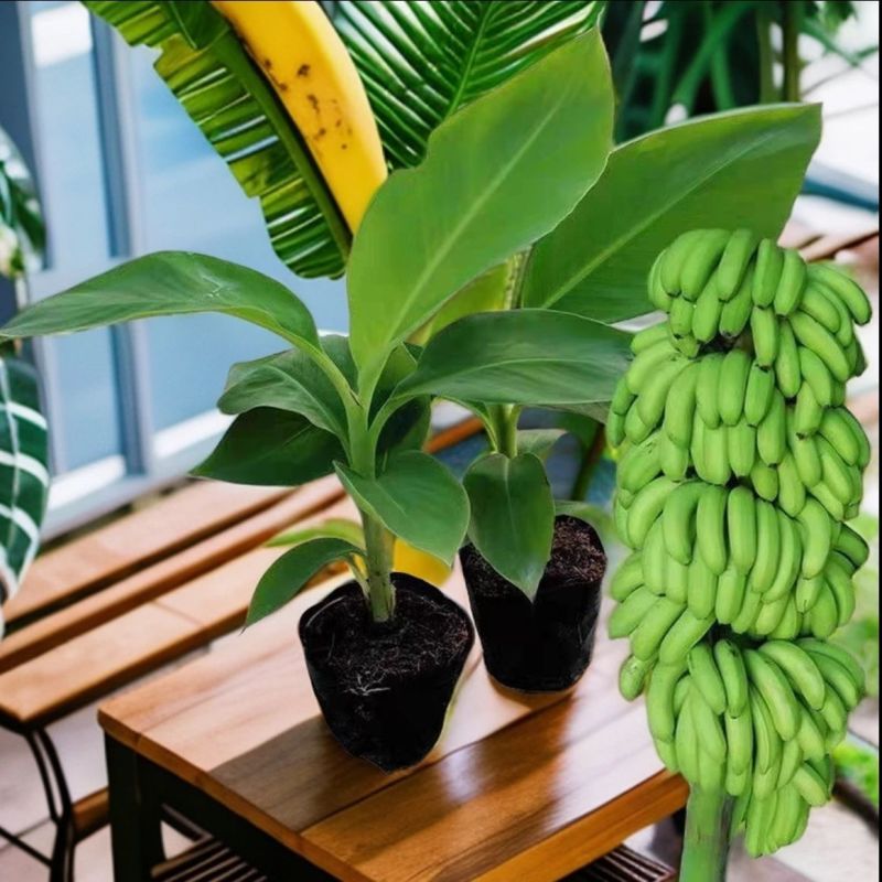 广西威廉斯香蕉树苗巴西蕉粉蕉树苗中蕉树苗当年结果庭院四季