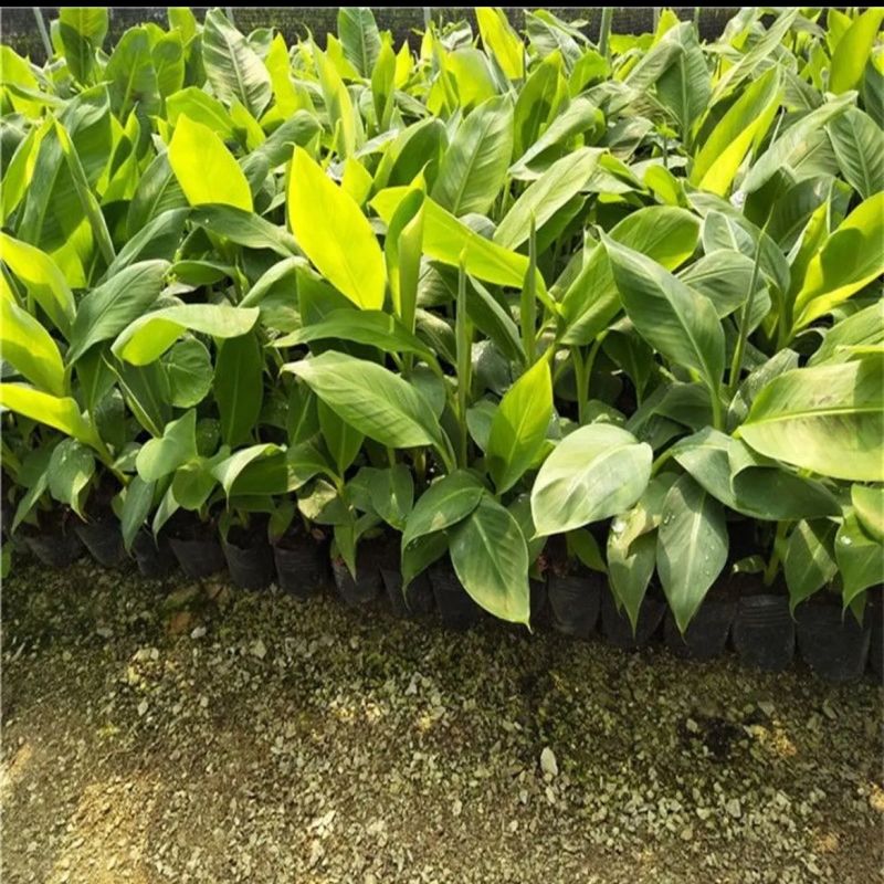 广西威廉斯香蕉树苗巴西蕉粉蕉树苗中蕉树苗当年结果庭院四季
