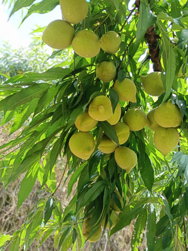 鹰嘴桃准备上市啦！