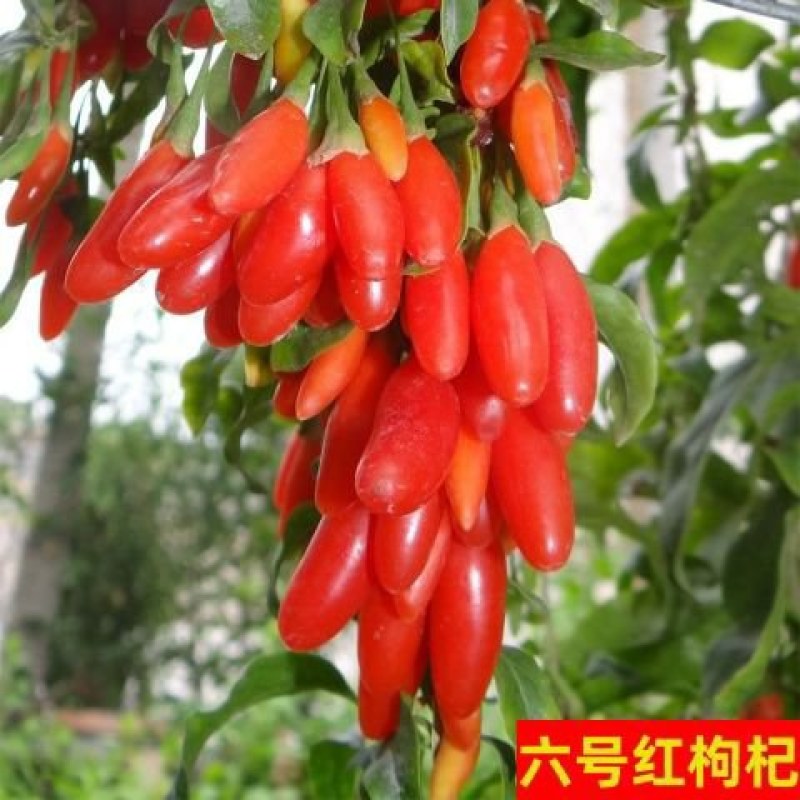 枸杞苗正宗红枸杞树苗宁夏枸杞苗当年结果南北方地栽盆栽大果