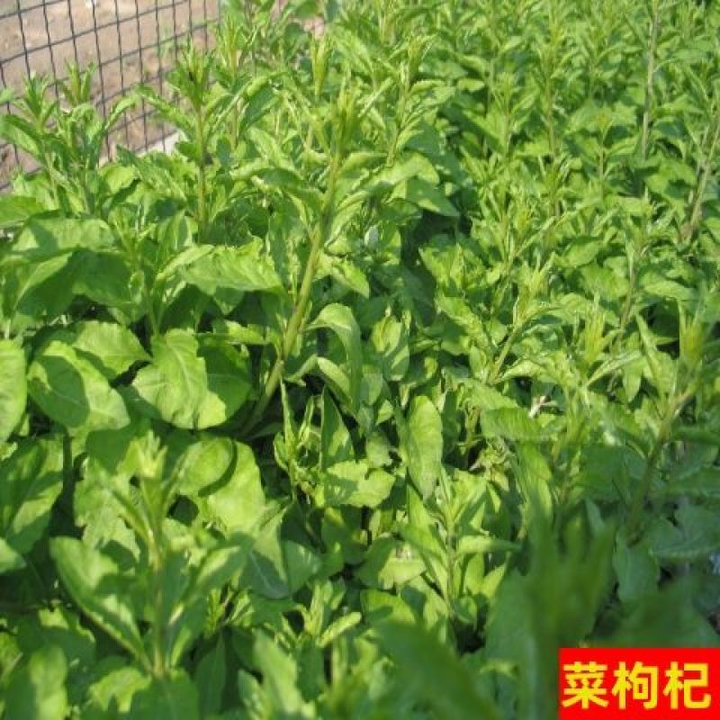 枸杞苗正宗红枸杞树苗宁夏枸杞苗当年结果南北方地栽盆栽大果