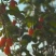 枸杞苗正宗红枸杞树苗宁夏枸杞苗当年结果南北方地栽盆栽大果