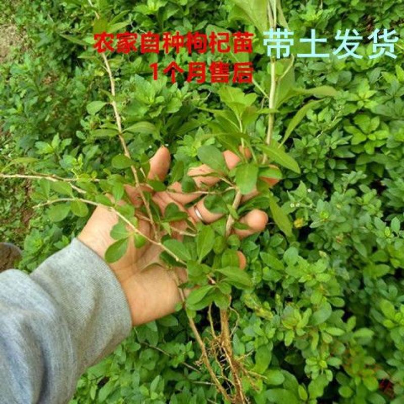 枸杞苗正宗红枸杞树苗宁夏枸杞苗当年结果南北方地栽盆栽大果