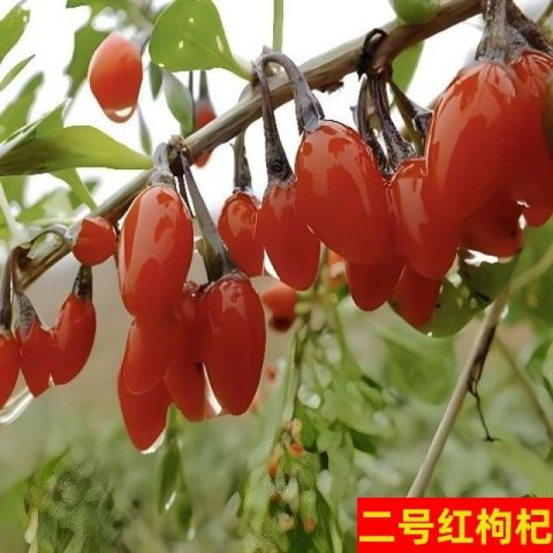枸杞苗正宗红枸杞树苗宁夏枸杞苗当年结果南北方地栽盆栽大果