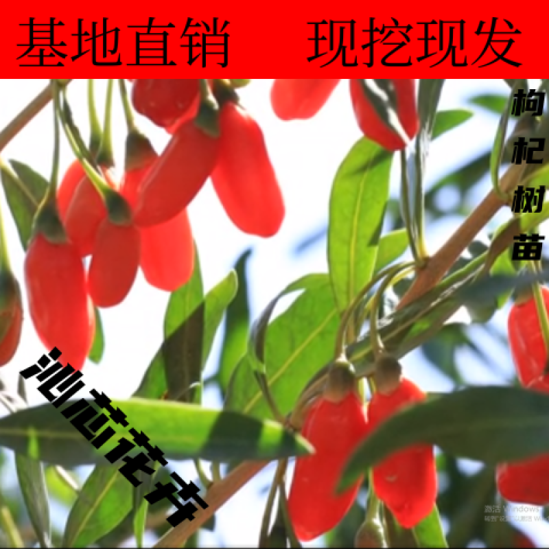 枸杞苗正宗红枸杞树苗宁夏枸杞苗当年结果南北方地栽盆栽大果