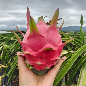 火龙果