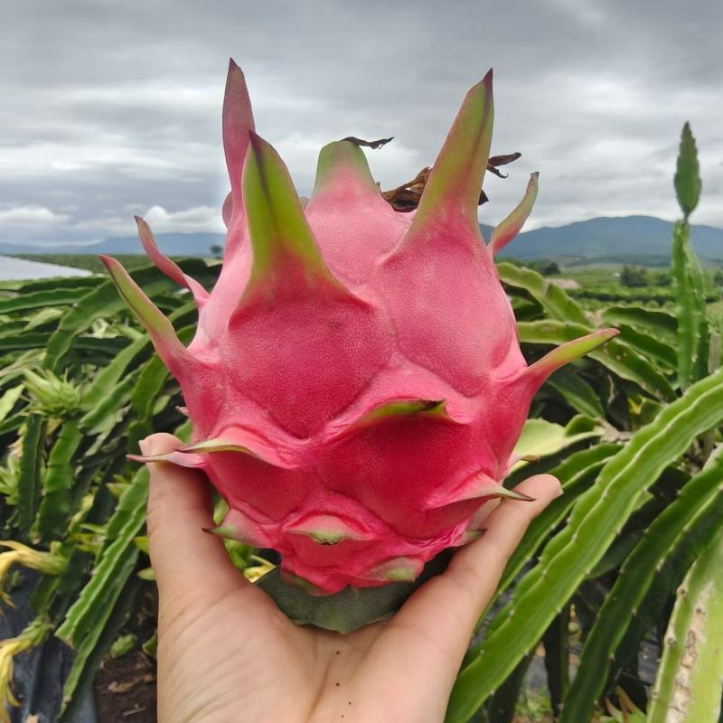 火龙果