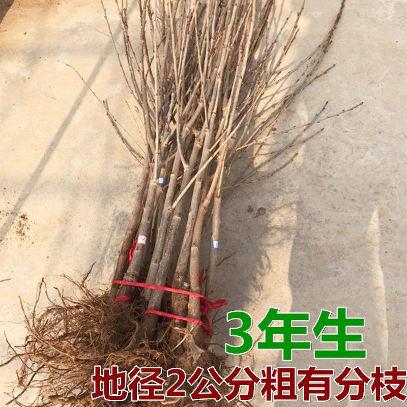 山东烟台樱桃树车厘子树苗果树果苗大樱桃苗南方北方种植当年