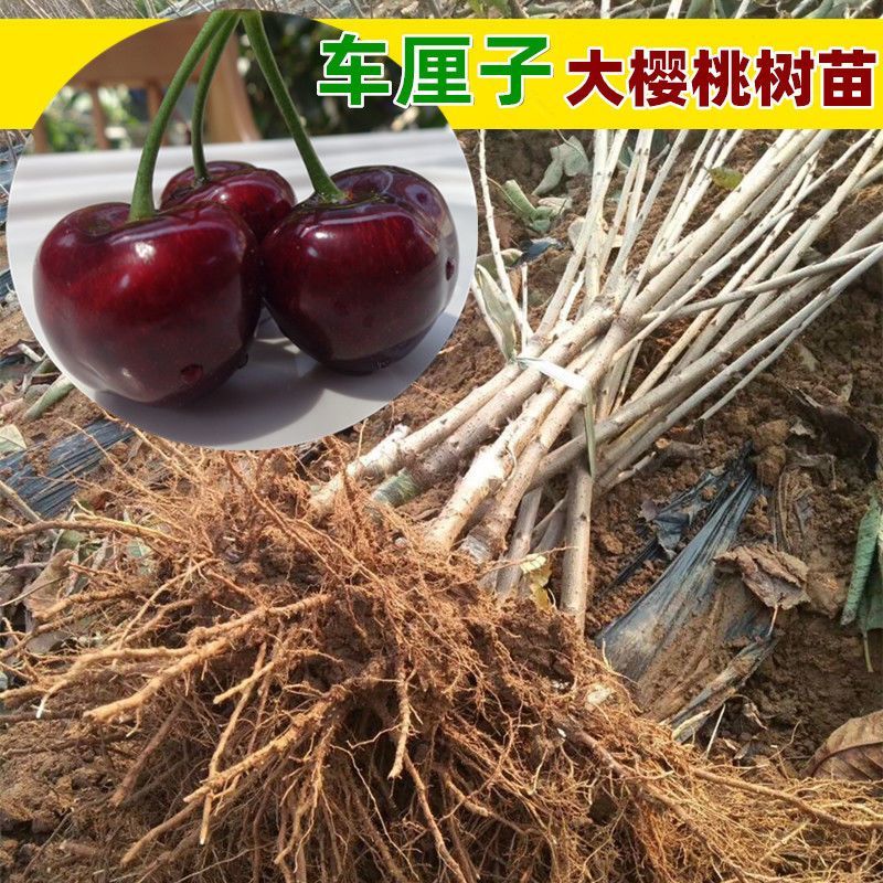 山东烟台樱桃树车厘子树苗果树果苗大樱桃苗南方北方种植当年