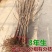山东烟台樱桃树车厘子树苗果树果苗大樱桃苗南方北方种植当年