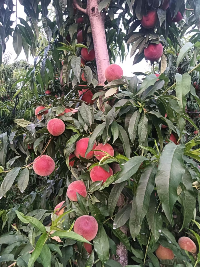 突围大毛桃