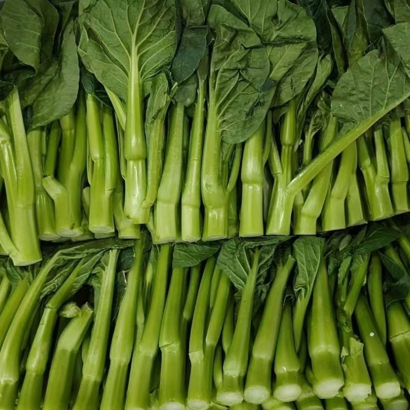 太空558杂交油青甜菜心种子口感好油绿粗条早熟高产商品性