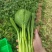 太空558杂交油青甜菜心种子口感好油绿粗条早熟高产商品性