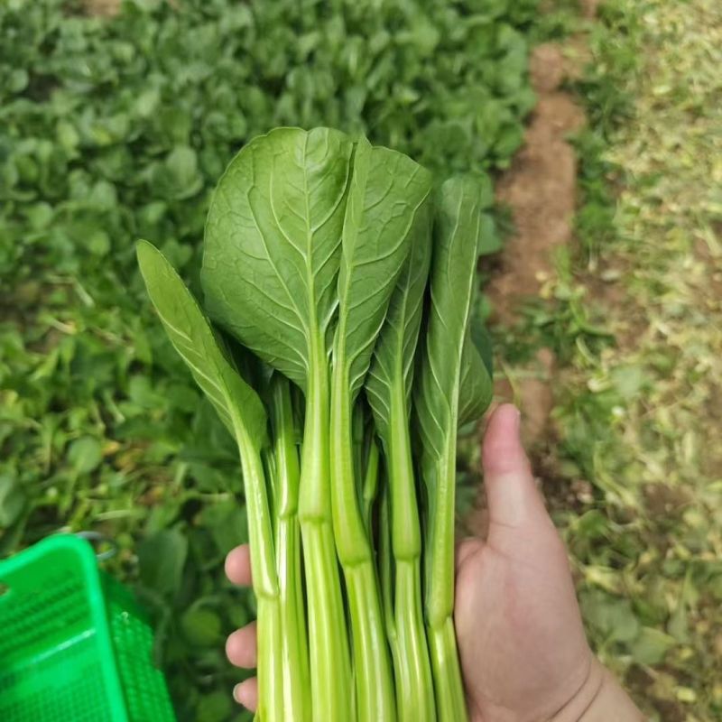 太空558杂交油青甜菜心种子口感好油绿粗条早熟高产商品性