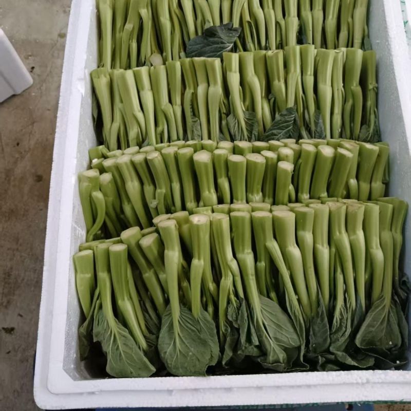 太空558杂交油青甜菜心种子口感好油绿粗条早熟高产商品性