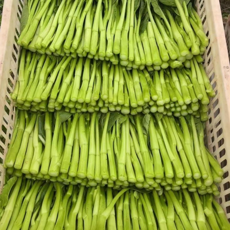 太空558杂交油青甜菜心种子口感好油绿粗条早熟高产商品性