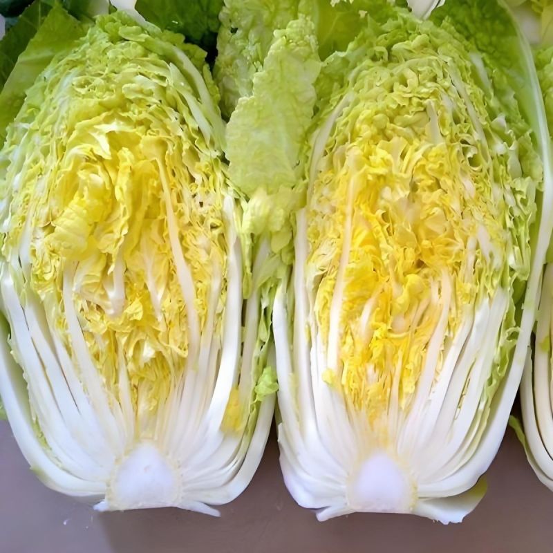 CR宝冠大白菜种子黄心耐抽苔耐寒耐低温抗根肿病耐寒性好