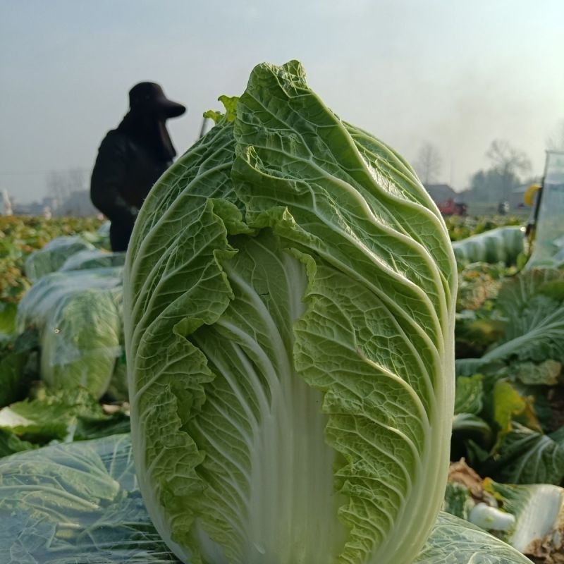 CR宝冠大白菜种子黄心耐抽苔耐寒耐低温抗根肿病耐寒性好
