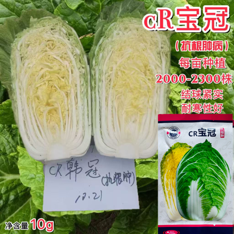 CR宝冠大白菜种子黄心耐抽苔耐寒耐低温抗根肿病耐寒性好