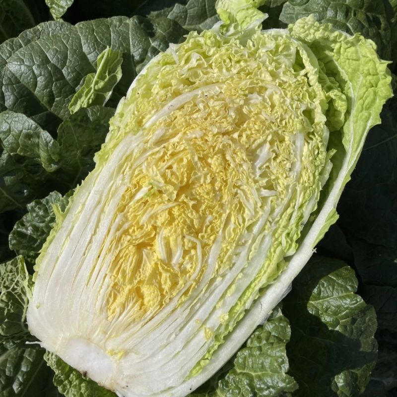 CR宝冠大白菜种子黄心耐抽苔耐寒耐低温抗根肿病耐寒性好