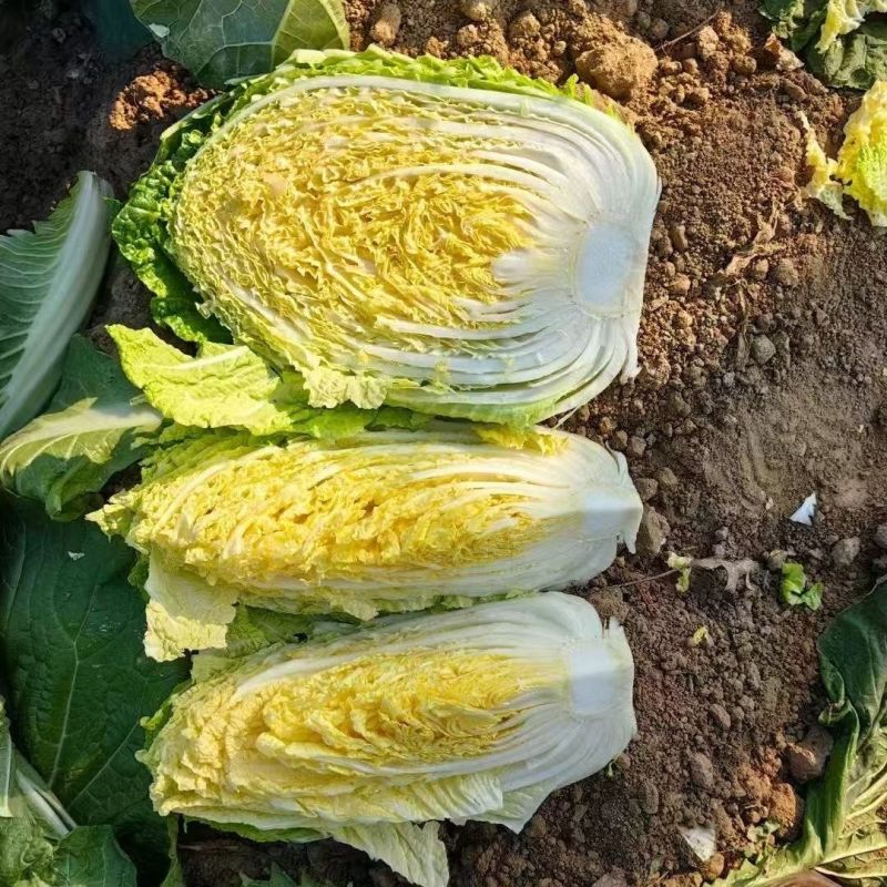 CR宝冠大白菜种子黄心耐抽苔耐寒耐低温抗根肿病耐寒性好
