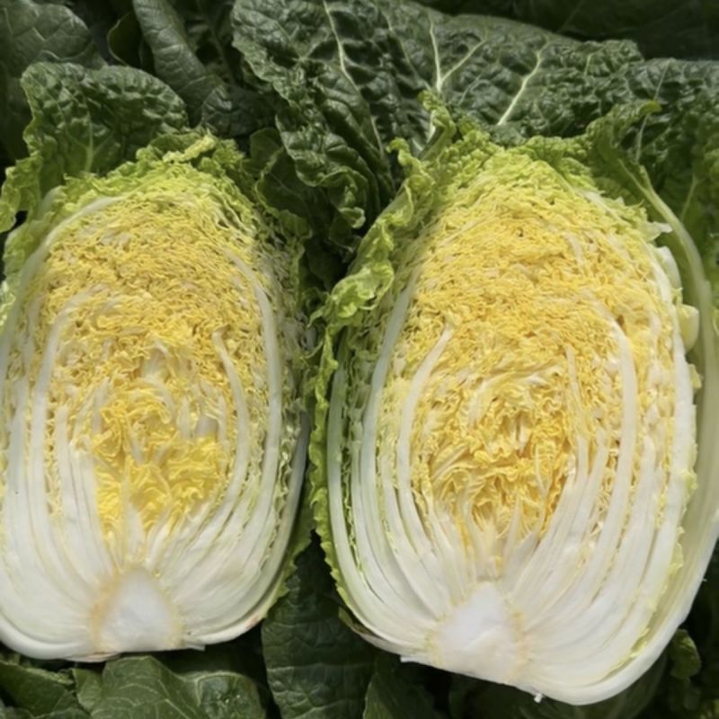 CR宝冠大白菜种子黄心耐抽苔耐寒耐低温抗根肿病耐寒性好