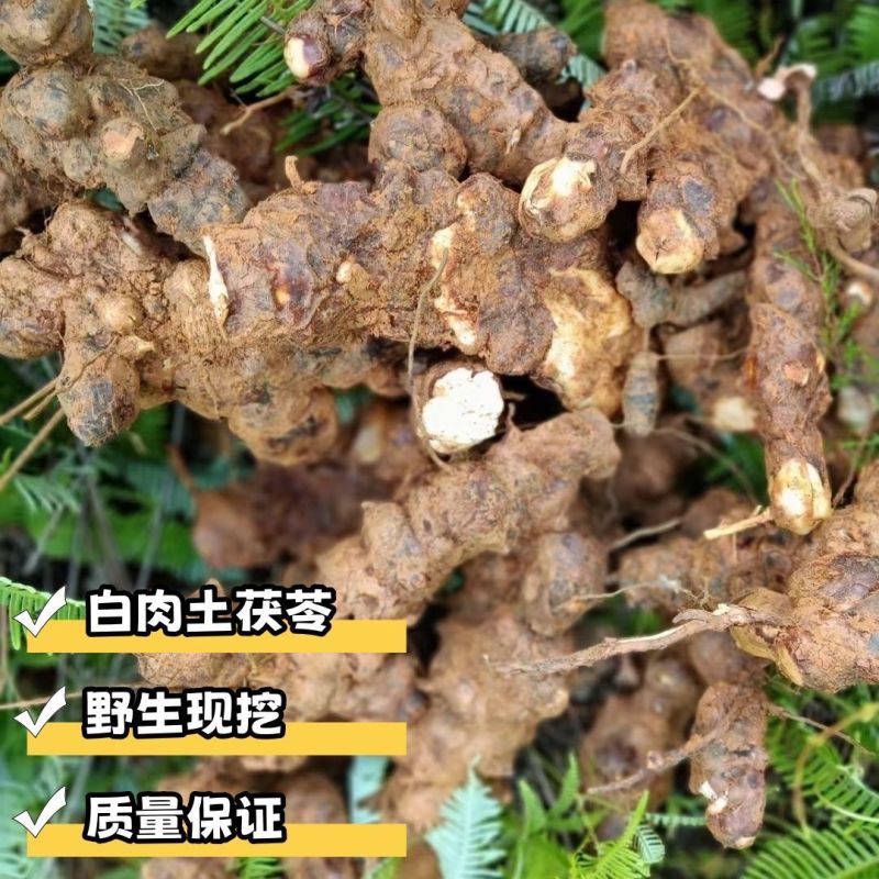 广东阳江阳春野生鲜土伏芩