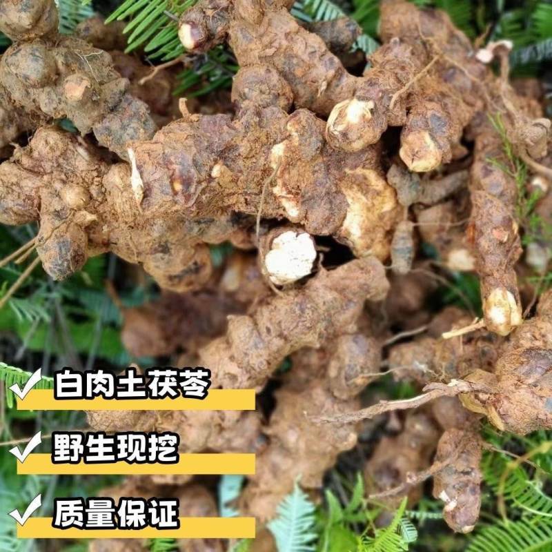 广东阳江阳春野生鲜土伏芩