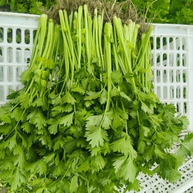 特级优选香芹芹菜种子耐寒耐热高产抗抽苔实心小西芹菜种子