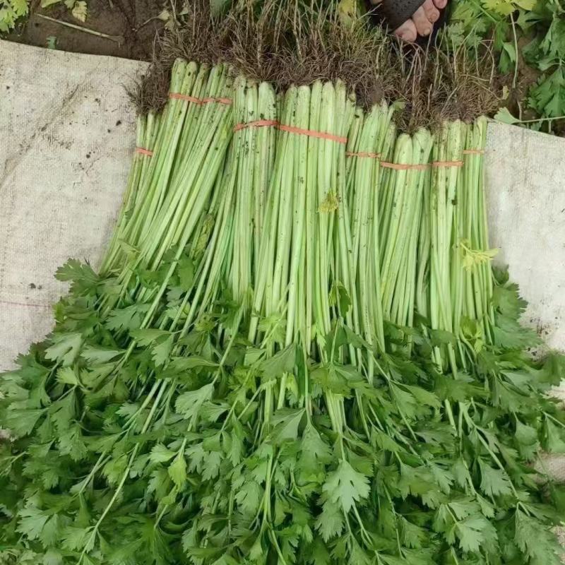 特级优选香芹芹菜种子耐寒耐热高产抗抽苔实心小西芹菜种子