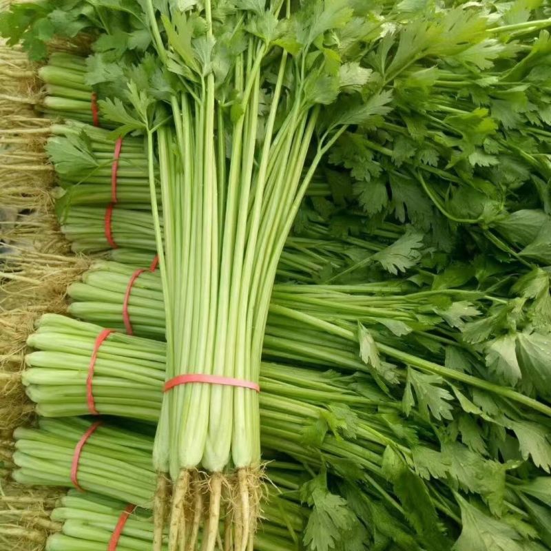 特级优选香芹芹菜种子耐寒耐热高产抗抽苔实心小西芹菜种子