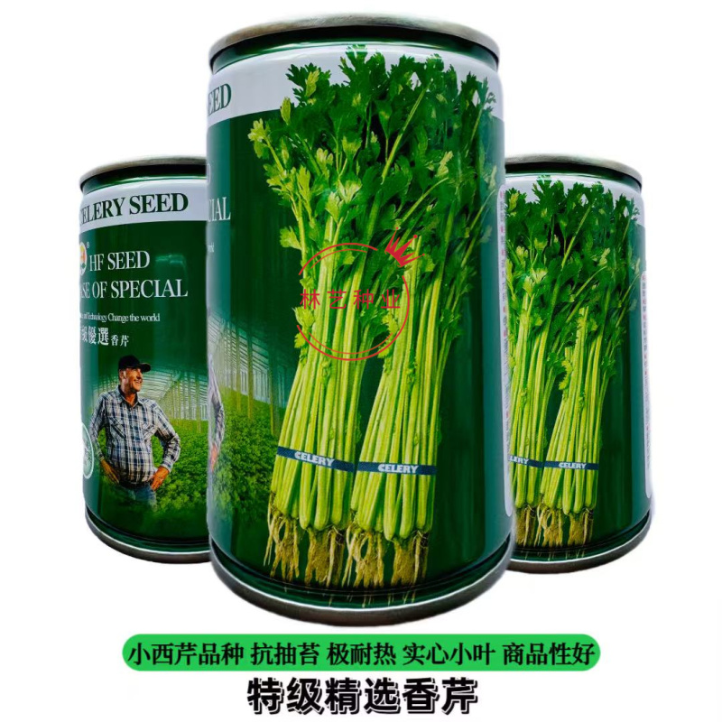 特级优选香芹芹菜种子耐寒耐热高产抗抽苔实心小西芹菜种子