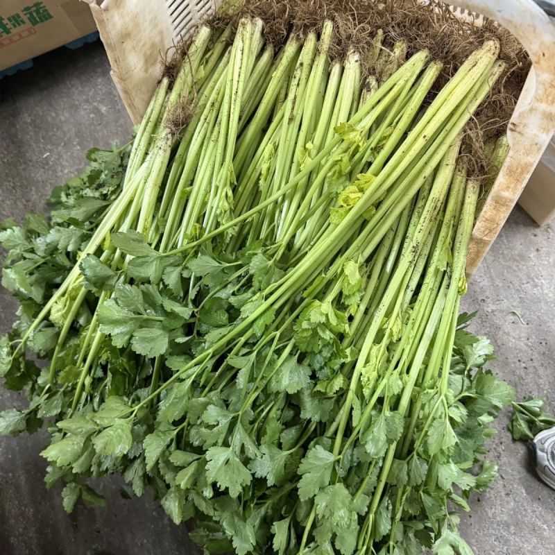 特级优选香芹芹菜种子耐寒耐热高产抗抽苔实心小西芹菜种子