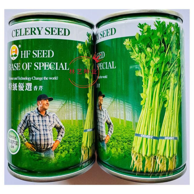特级优选香芹芹菜种子耐寒耐热高产抗抽苔实心小西芹菜种子