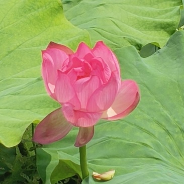 莲蓬，荷花