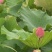 莲蓬，荷花
