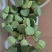 莲蓬，荷花