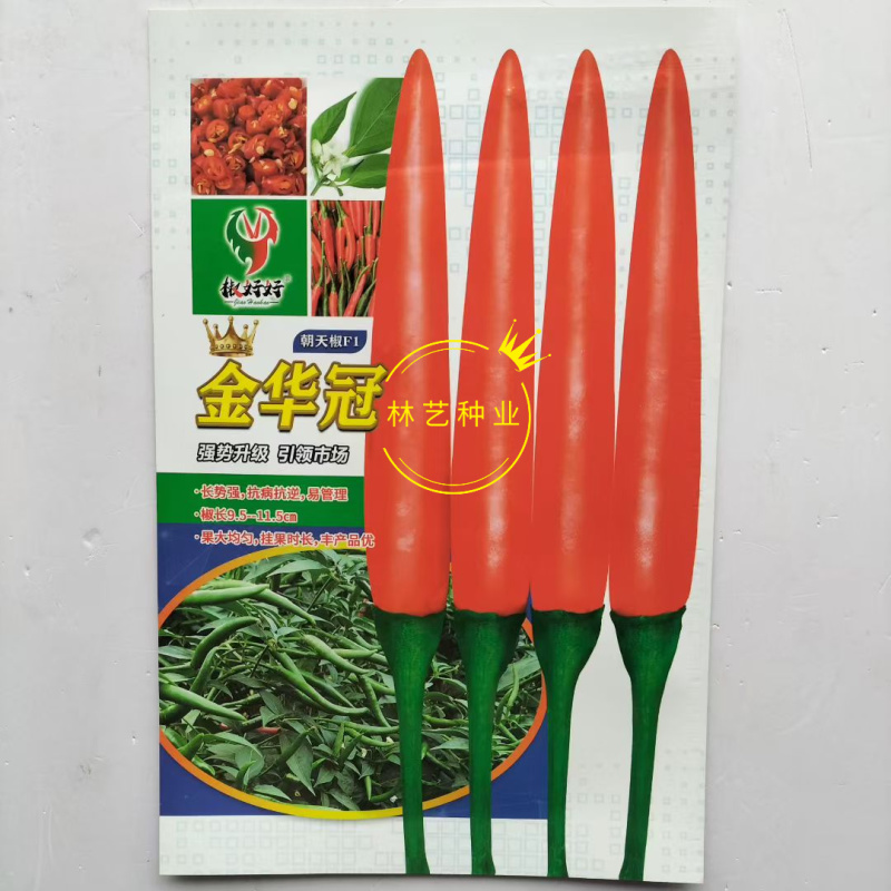 金华冠升级朝天椒辣椒种子抗病抗逆易管理耐热耐雨水香辣