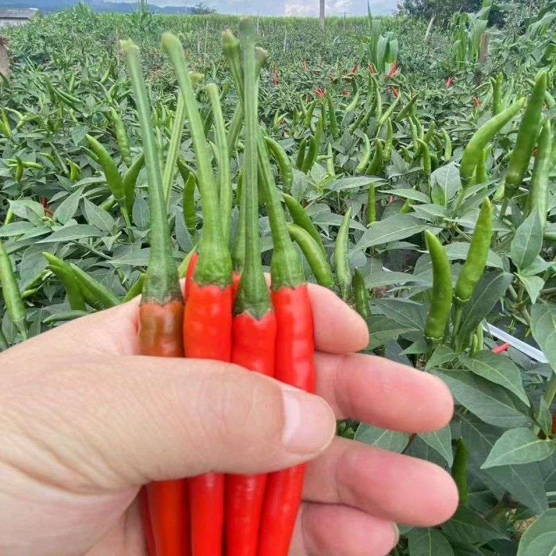 金华冠升级朝天椒辣椒种子抗病抗逆易管理耐热耐雨水香辣