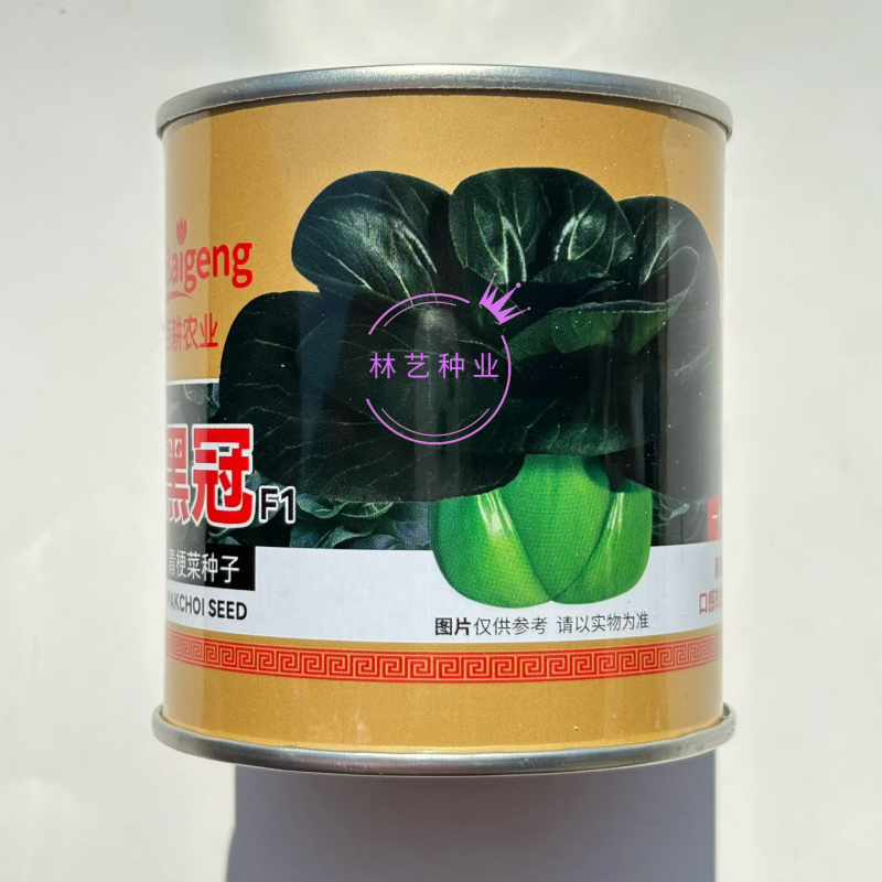 黑冠杂交梗菜种子株型矮大头束腰黑绿肥厚耐湿耐热耐寒