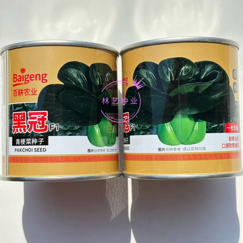 黑冠杂交梗菜种子株型矮大头束腰黑绿肥厚耐湿耐热耐寒