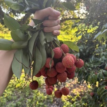 荔枝桂味