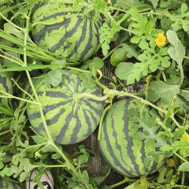 中华宝冠冰糖麒麟西瓜种子早熟圆形瓜籽抗病耐湿薄皮耐贮运