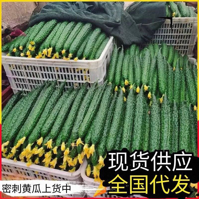 【密刺黄瓜】安徽黄瓜/基地批发/大量上市/对接全国市场