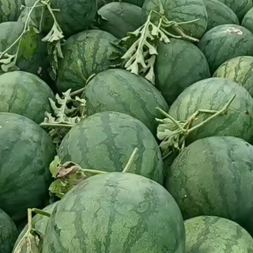 龙卷风西瓜，现摘现发，价格优惠，欢迎订购，山东省邹城市，