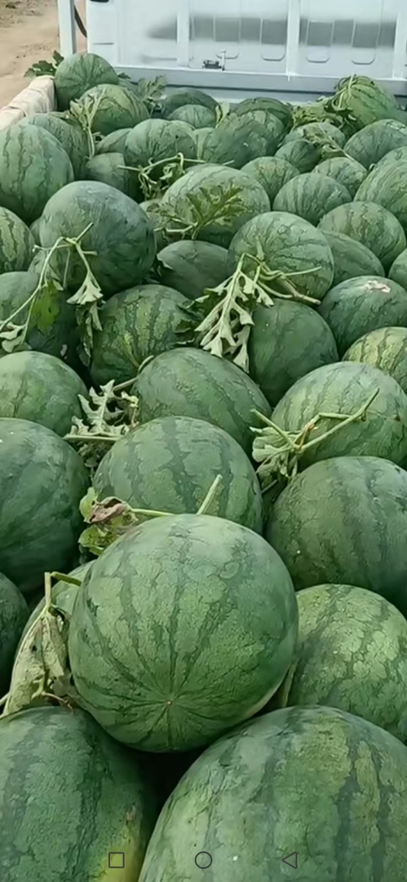 龙卷风西瓜，现摘现发，价格优惠，欢迎订购，山东省邹城市，