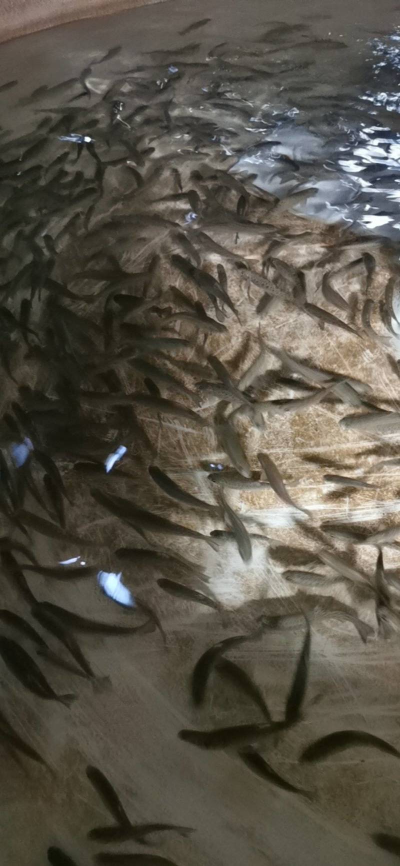 优质虹金鳟鱼苗，有需要的可以联系我。