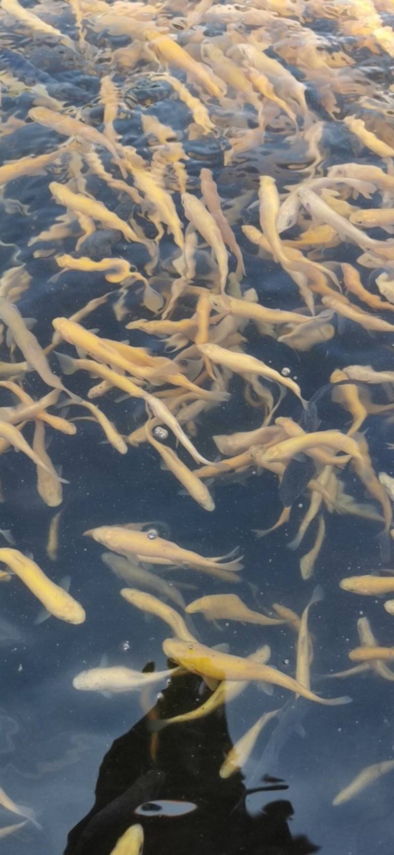 优质虹金鳟鱼苗，有需要的可以联系我。
