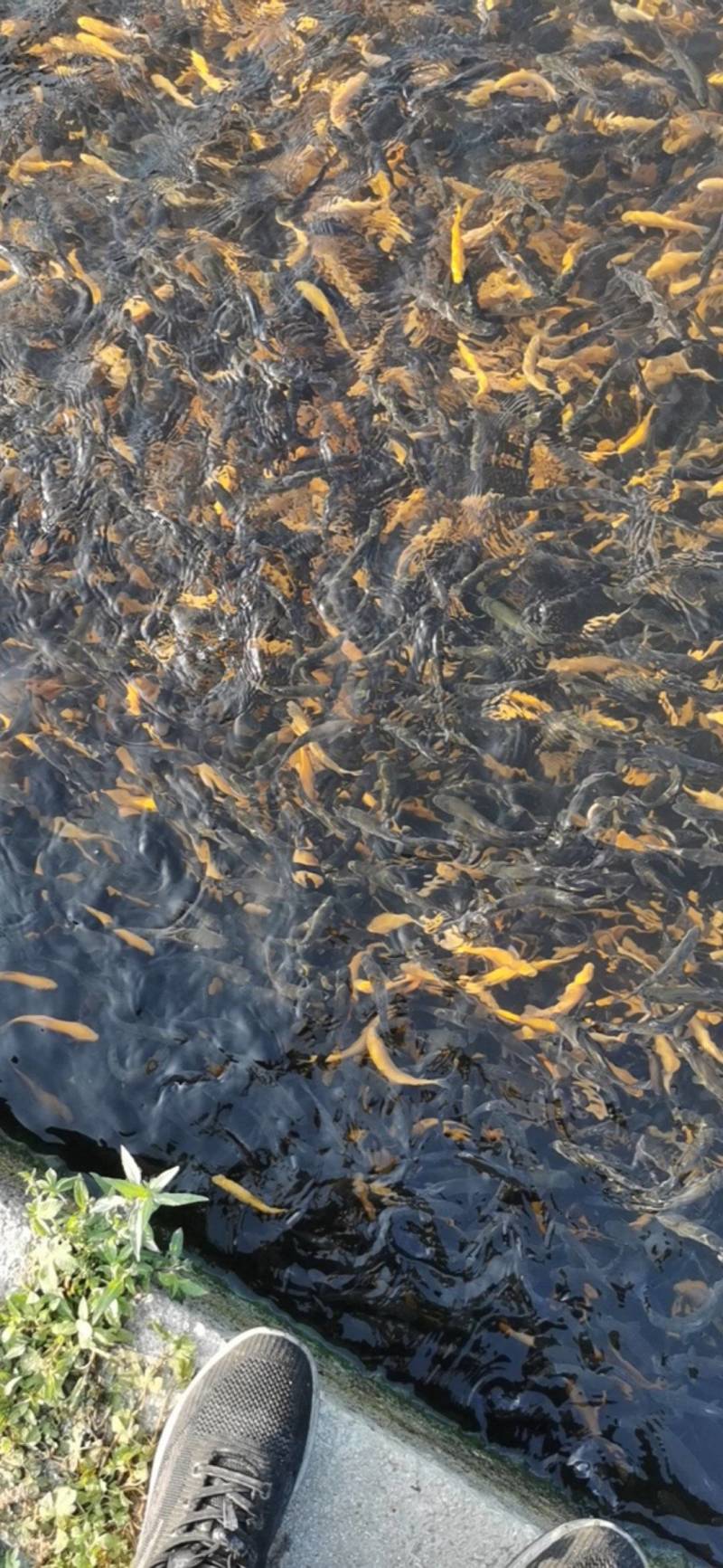 优质虹金鳟鱼苗，有需要的可以联系我。