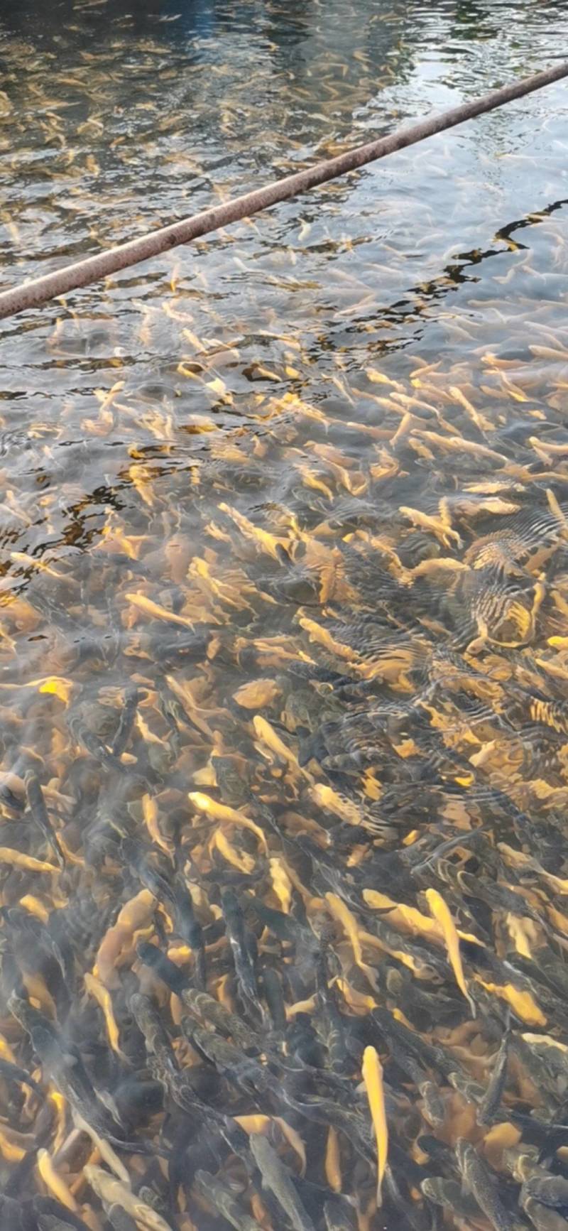 优质虹金鳟鱼苗，有需要的可以联系我。